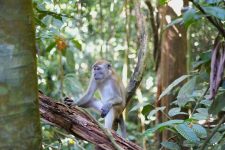 ministerio-da-saude-diz-que-macacos-nao-transmitem-febre-amarela