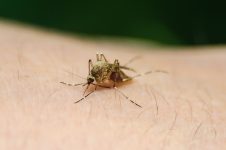 acabe-com-os-criadouros-do-aedes-aegypti-em-menos-de-15-minutos