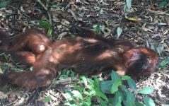 laudo-descarta-febre-amarela-em-macaco-achado-morto-em-itapetininga