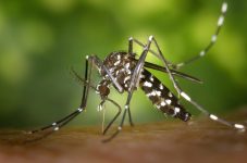 tres-dicas-para-se-prevenir-contra-dengue,-zika-e-chikungunya